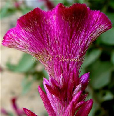  Inflorescence-Sterile part